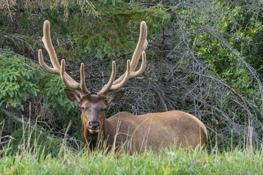 Jasper: Wildlife and Waterfalls Tour with Maligne Cruise - Who should book this tour, and who should skip it