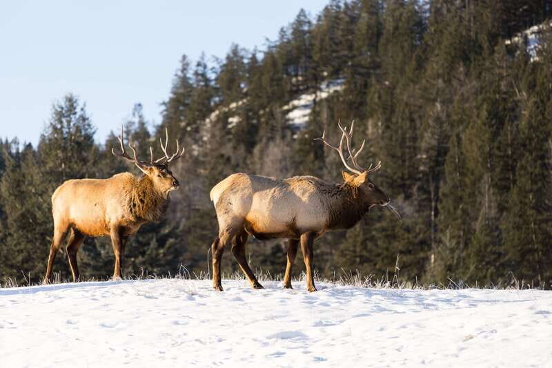 Jasper: Winter Wildlife Bus Tour in Jasper National Park - Quick hits