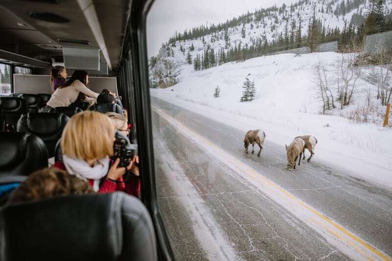 Jasper: Winter Wildlife Bus Tour in Jasper National Park - Winter roads, smarter spotting, and Jasper without the stress