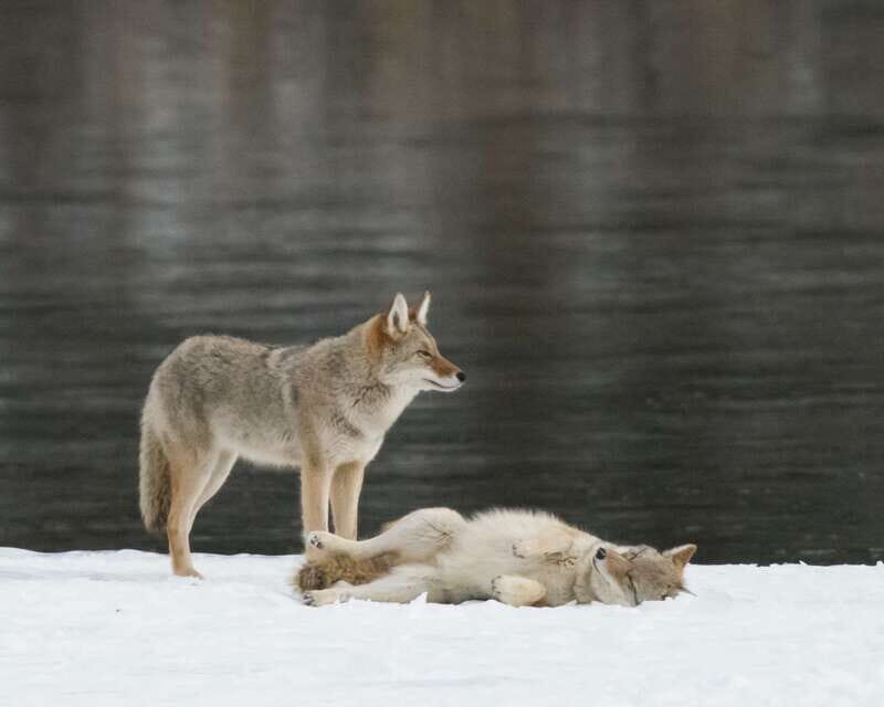 Jasper: Winter Wildlife Bus Tour in Jasper National Park - Athabasca Valley photo stops: where the sightings often start
