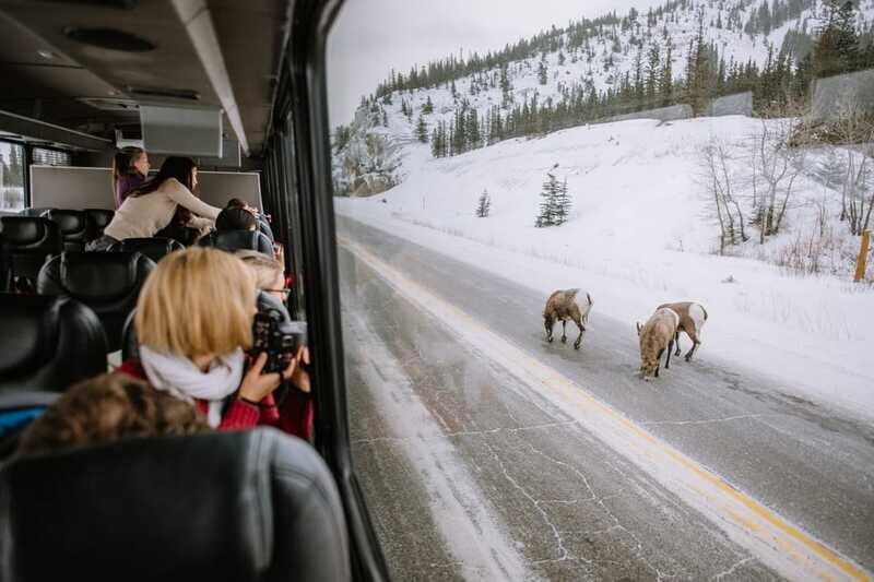 Jasper: Winter Wildlife Bus Tour in Jasper National Park - What you might see: Jasper’s winter icons and the small surprises