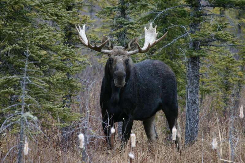 Jasper: Winter Wildlife Bus Tour in Jasper National Park - How the guide turns roadside sightings into real understanding
