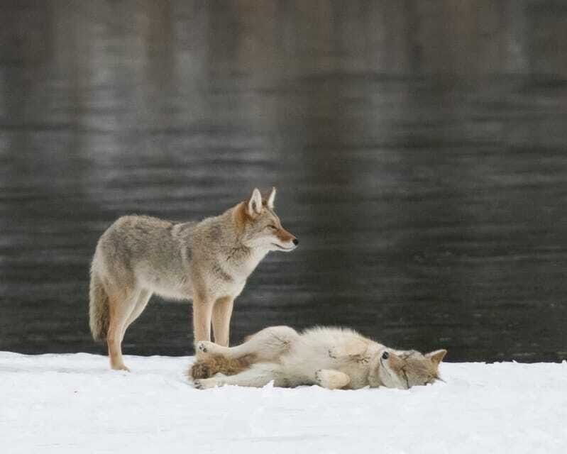 Jasper: Winter Wildlife Bus Tour in Jasper National Park - The small-group advantage: more eyes, fewer missed questions