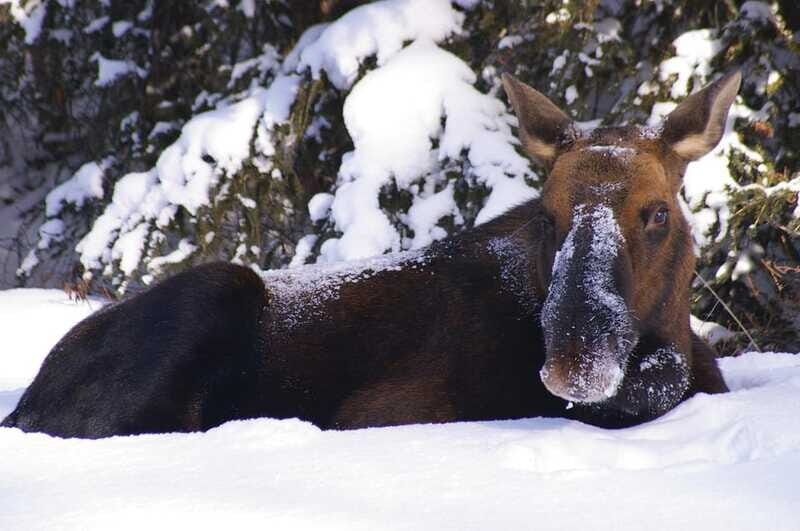Jasper: Winter Wildlife Bus Tour in Jasper National Park - Comfort and safety on winter roads (and why it affects your enjoyment)