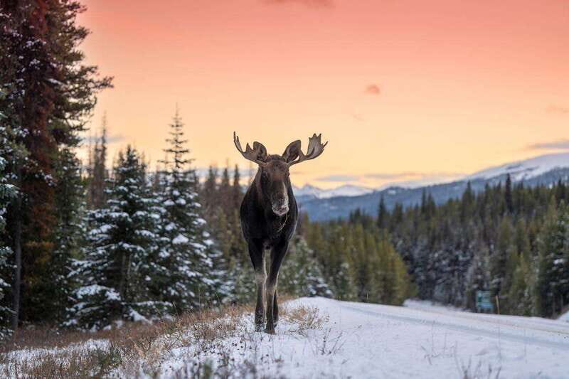Jasper: Winter Wildlife Bus Tour in Jasper National Park - What to bring and how to make the most of your camera time