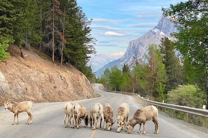 Johnston Canyon, Lake Louise & Banff: Small-Group Day Tour - Vermilion Lakes and Bow Falls: quick stops that add variety