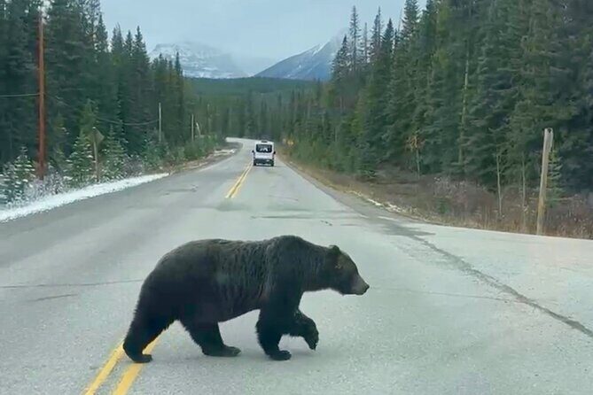 Johnston Canyon, Lake Louise & Banff: Small-Group Day Tour - The guide makes the day: Teddy, Angel, and what to look for