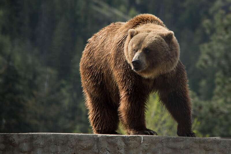 Kamloops: BC Wildlife Park Entry Ticket - Key highlights at BC Wildlife Park (Kamloops)