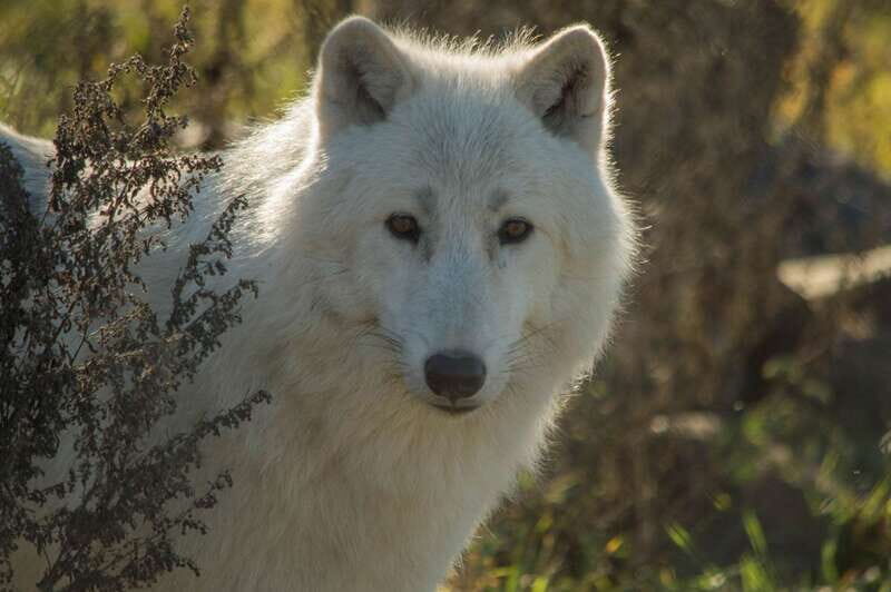 Kamloops: BC Wildlife Park Entry Ticket - BC Wildlife Park Discovery Centre: The 18,000-Square-Foot Start