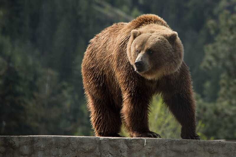 Kamloops: BC Wildlife Park Entry Ticket - How to Think About Animal Encounters and the Mini Train (Extra Options)