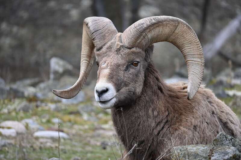 Kamloops: BC Wildlife Park Entry Ticket - Price and Logistics: Is $14 Good Value?