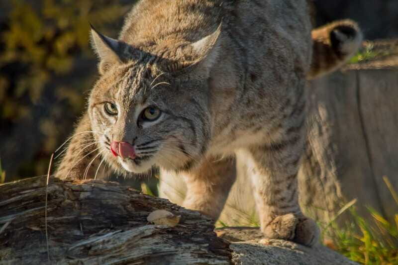 Kamloops: BC Wildlife Park Entry Ticket - Planning Your One-Day Visit in Kamloops