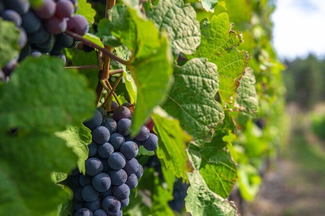 Kelowna Bachelorette Wine Tour Full Day Guided With 5 Wineries - Frind Estate Winery: West Kelowna with a beachside twist