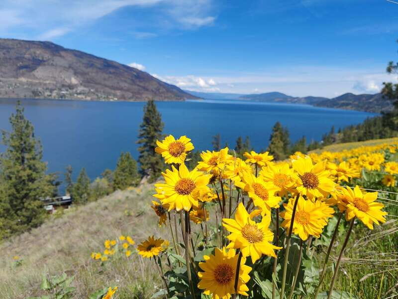 Kelowna: E-Bike Bee Tour w/ Tastings, Lunch, and Audioguide - The quieter self-guided time that actually adds value