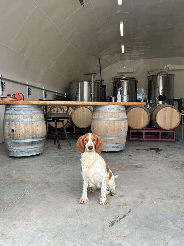 Kelowna: Wine Tasting by E-bike, Smartphone Guide & Lunch - Meadow Vista Honey Wines: lunch, wine, and honey bees on the move