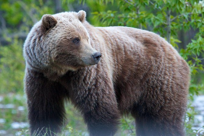 KLUANE NATIONAL PARK - Day-Trip from Whitehorse - Guide attention, safety, and the small-group advantage