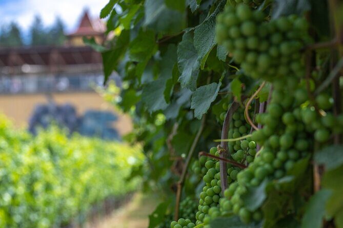 Lake Country Half Day Guided Wine Tour With 4 Wineries - Stop 3: Peak Cellars and the Okanagan Lake view factor