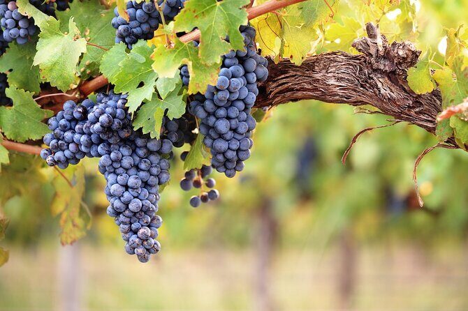 Lake Country Half Day Guided Wine Tour With 4 Wineries - Stop 4: 50th Parallel Estate Winery and the pinot noir/riesling focus