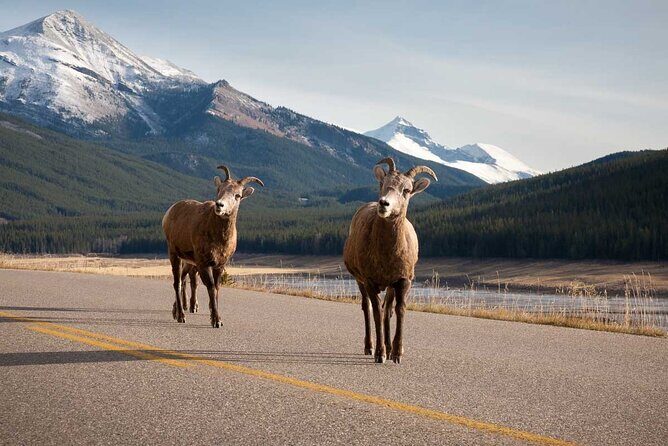 Lake Louise Moraine Lake Icefield Parkway Full Day Private Tour - What a full-day private charter gets you (and what it doesn’t)