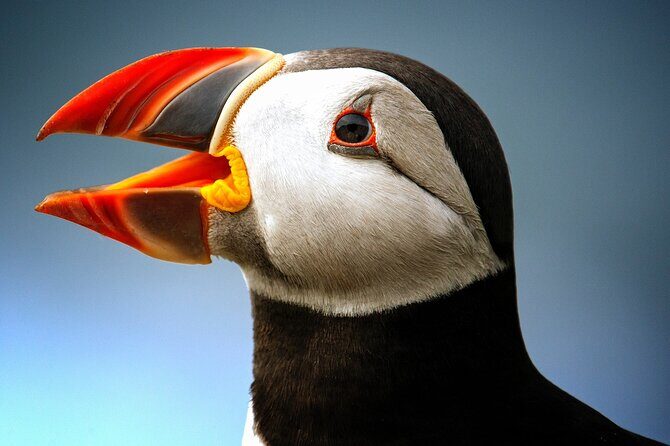 Late Season Puffin & Scenic Coastal Cruise - Key points before you go