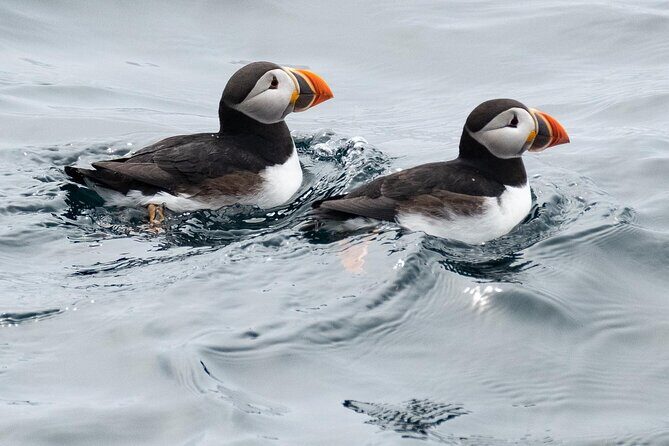 Late Season Puffin & Scenic Coastal Cruise - Stop 1: Gatherall’s Puffin and Whale Watch (your launch point)
