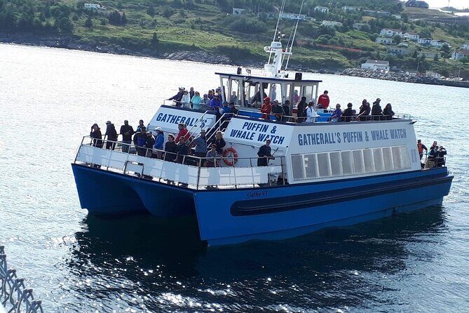 Late Season Puffin & Scenic Coastal Cruise - Stop 2: Bay Bulls near Bull Head for scenic bird-viewing angles