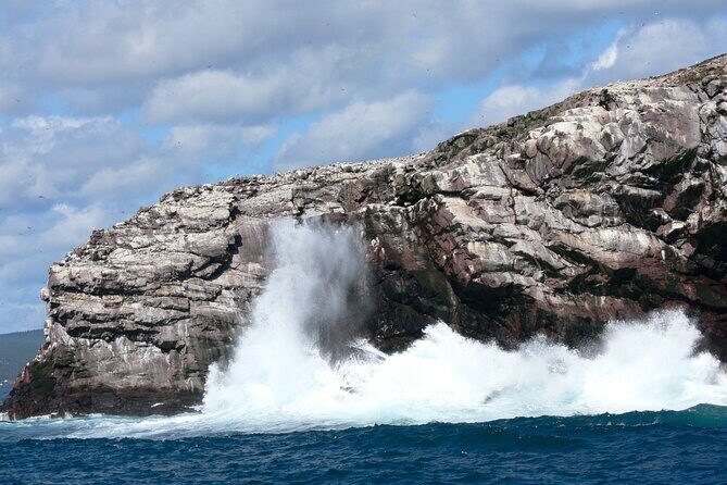 Late Season Puffin & Scenic Coastal Cruise - Beyond puffins: whales, eagles, sunfish, and the stuff you can’t plan