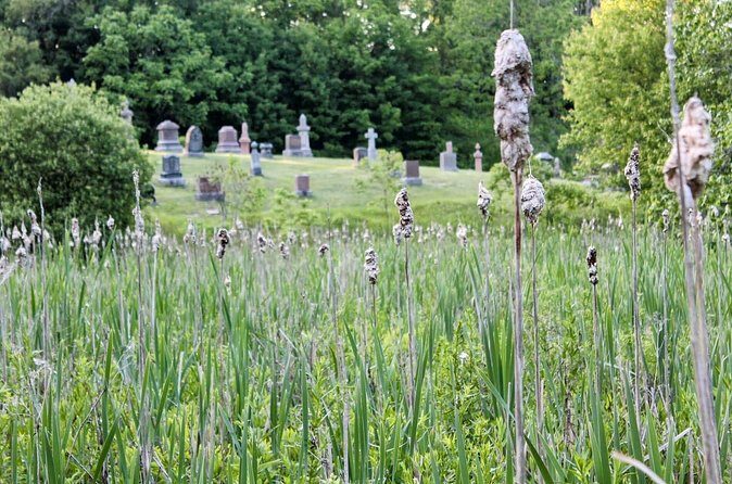 Layers of Natural History: Picton Nature Self-Guided Audio Tour - Stop-by-stop: harbour views, limestone, and the European settlement thread