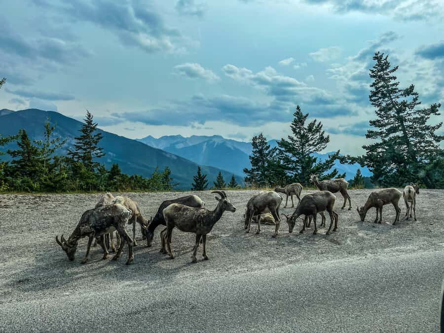 Louise, Moraine/Johnston Canyon, Minnewanka & Banff Town - Lake Louise: one hour for the postcard view