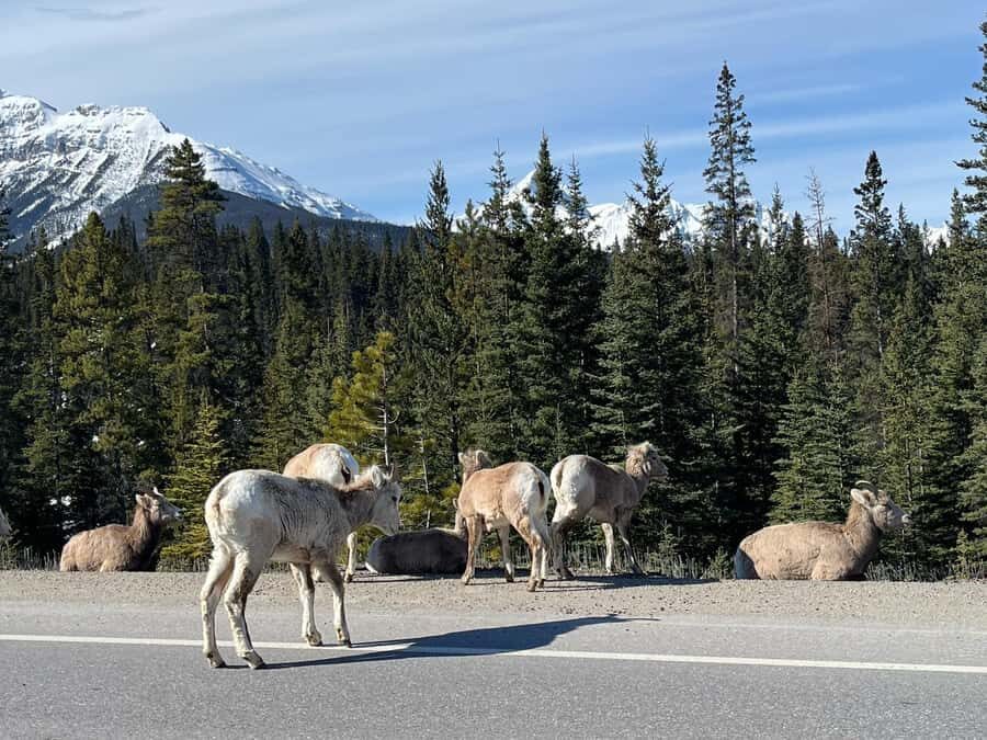 Louise, Moraine/Johnston Canyon, Minnewanka & Banff Town - Who should book this tour (and who should skip it)