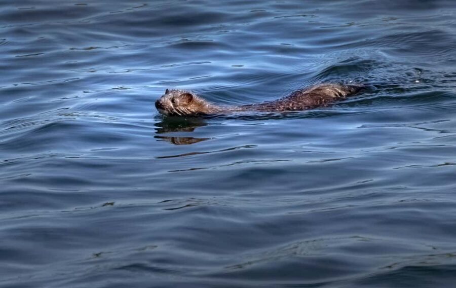 Lunenburg: Zodiac Wildlife Tour with Naturalist Guide - The naturalist angle: geology, ecosystems, and practical field thinking