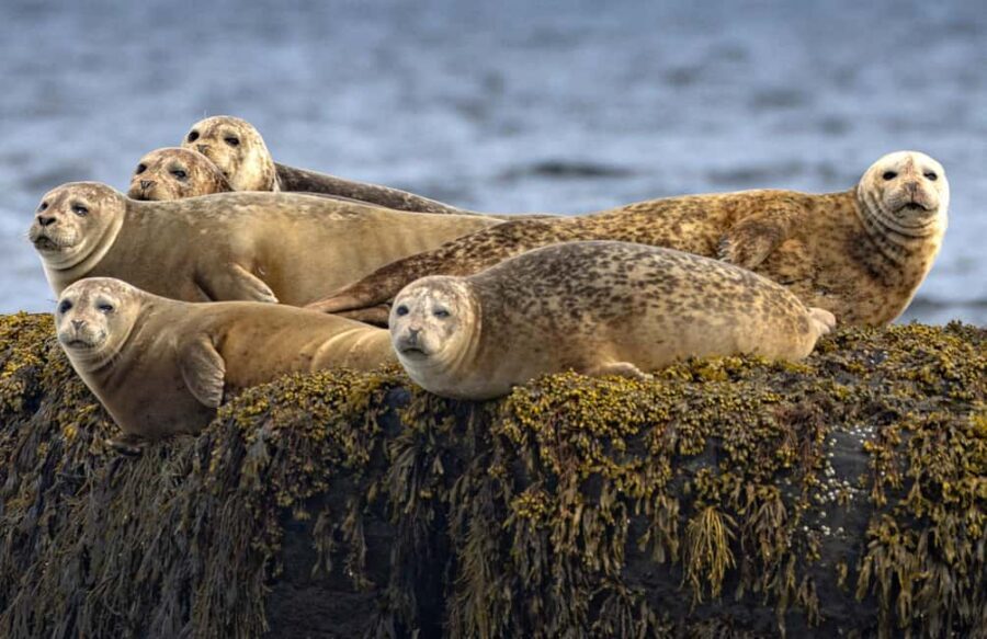 Lunenburg: Zodiac Wildlife Tour with Naturalist Guide - Meeting near Lunenburg: wharf logistics that don’t waste your time