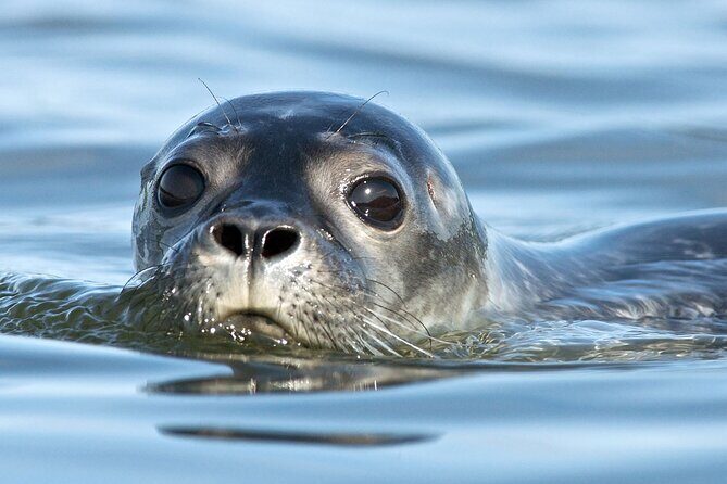 Meet The Seals Boat Tour - Travel by boat to a Secret Seal Cove - Key Points You’ll Care About