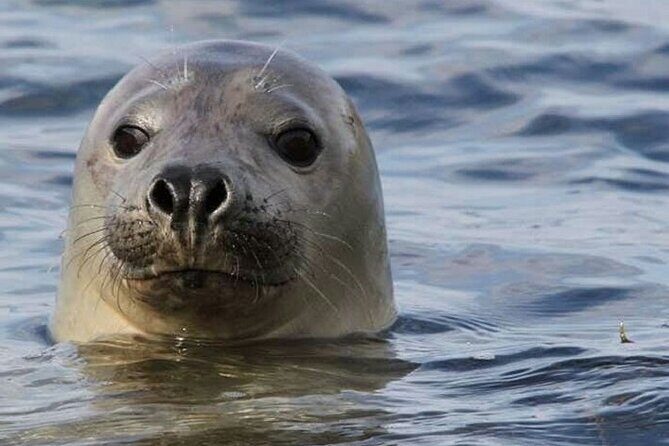 Meet The Seals Boat Tour - Travel by boat to a Secret Seal Cove - Hector Heritage Quay: Where the Tour Starts in Pictou