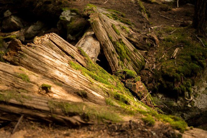 Mesmerizing Nature Walk in Lynn Canyon Park - What to expect on the trail: pacing, questions, and photo time