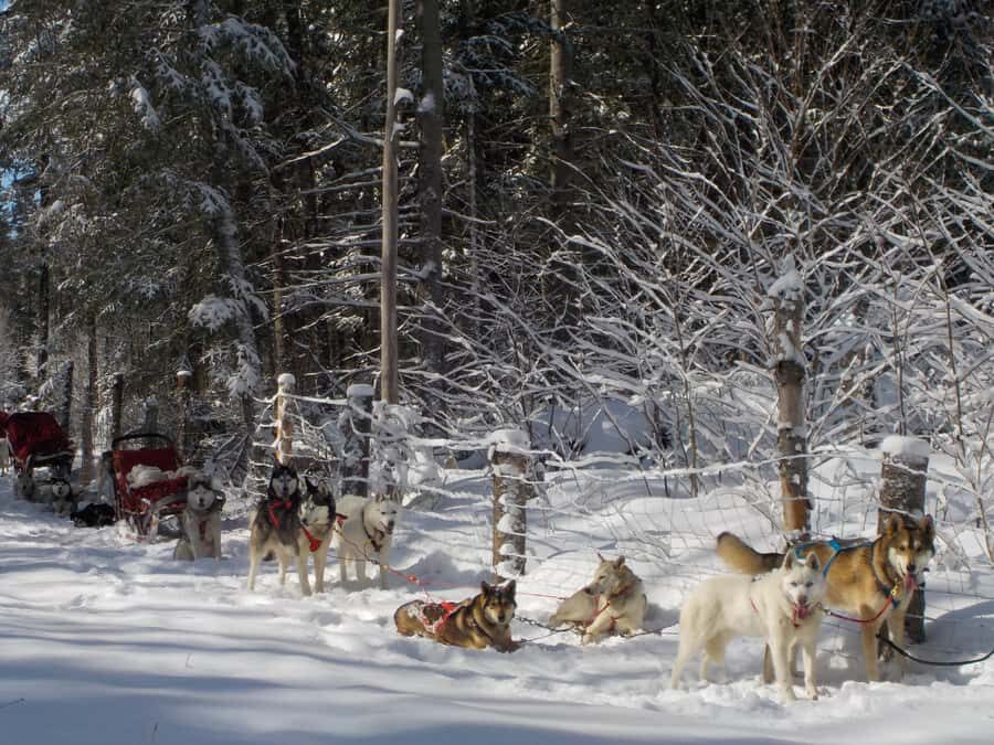 Mont-Tremblant: Dogsledding Valley Adventure - Key highlights you’ll feel right away