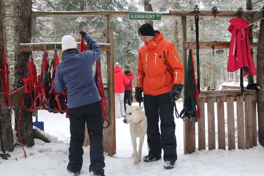 Mont-Tremblant: Dogsledding Valley Adventure - The trail portion: winding forest, hills, and real winter speed