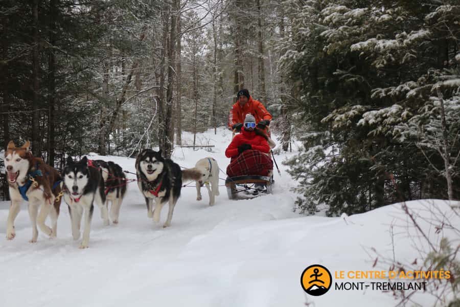 Mont-Tremblant: Dogsledding Valley Adventure - Who drives, who rides, and how sled assignments work