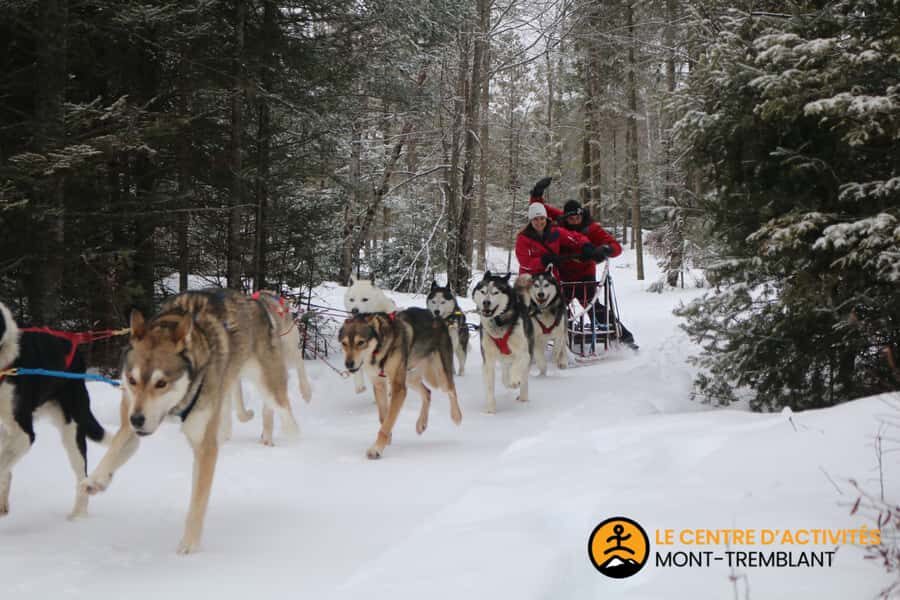 Mont-Tremblant: Dogsledding Valley Adventure - Price and value: what $153 buys you in real time