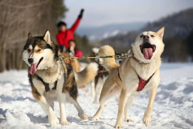 Mont-Tremblant: Guided Dogsledding Tour with Hot Chocolate - Why Mont-Tremblant Dogsledding Feels Different From a Ride-Only Tour