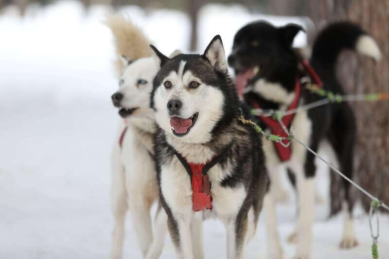Mont-Tremblant: Guided Dogsledding Tour with Hot Chocolate - Price and Value: Is $213 Worth It for One Hour on the Trails?