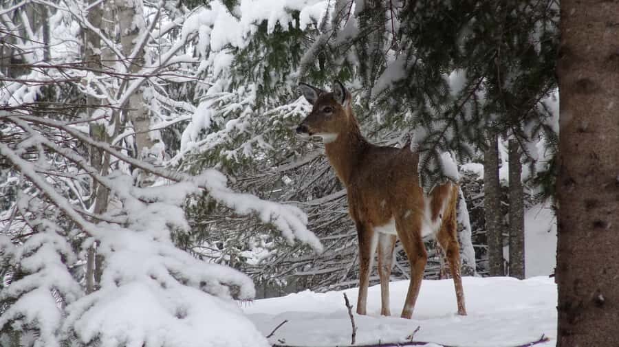 Mont-Tremblant: Guided Snowshoe Tour - The 2-hour walk: flora and fauna lessons that make winter clearer
