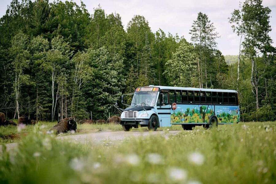 Montebello, QC: Morning VIP Tour at Parc Oméga - Animal Awakening: What Happens During the Dawn Tour