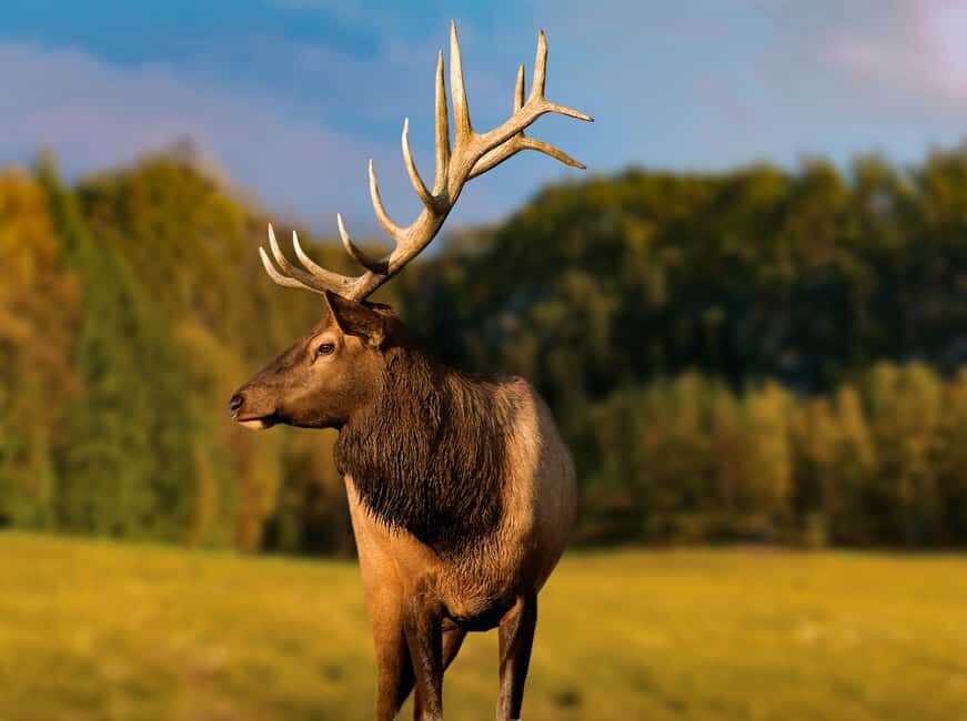 Montebello, QC: Morning VIP Tour at Parc Oméga - What to Pack for Cold Quebec Mornings