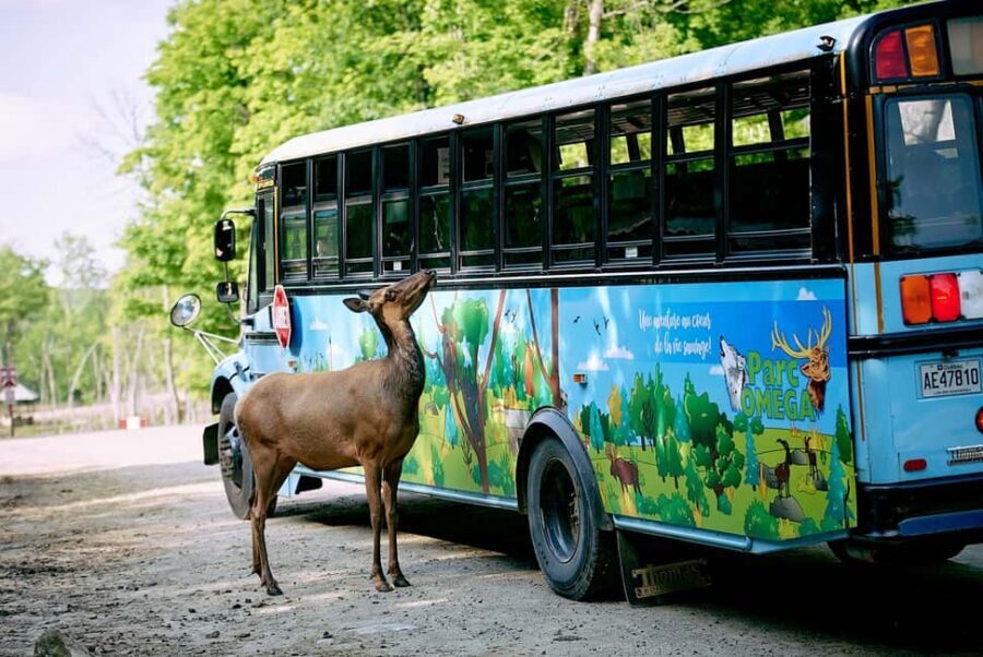 Montebello, QC: Morning VIP Tour at Parc Oméga - Why the VIP Bus Beats Driving Before the Park Opens