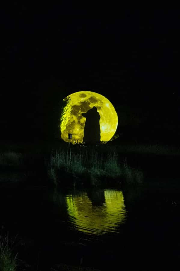 Montebello, QC: Omega Park ONIRO Immersive Experience at Night - The On-Trail Timeline: Your 60-Minute Walk Through 17 Scenes
