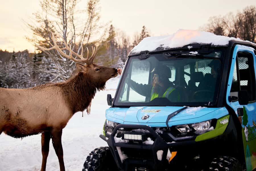 Montebello, QC: Parc Omega Guided Animal Feeding in an All-Terrain Vehicle - The ATV ride: why the transportation is part of the story