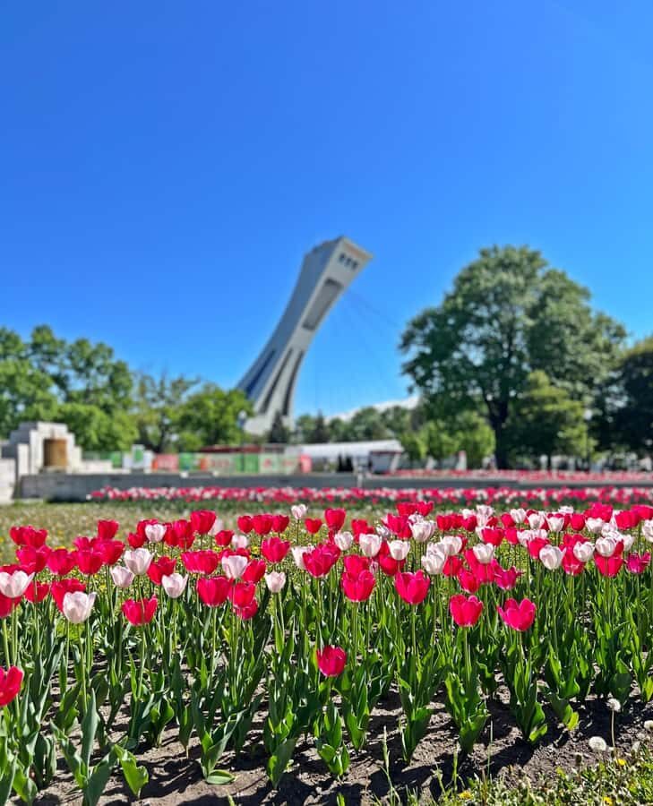 Montreal 3-Hour Private Car Tour with Expert Local Guide - Picking up in comfort: downtown, Old Montreal, and cruise terminals