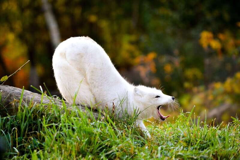 Montreal: Ecomuseum Zoo Entry Ticket - Key highlights you shouldn’t miss