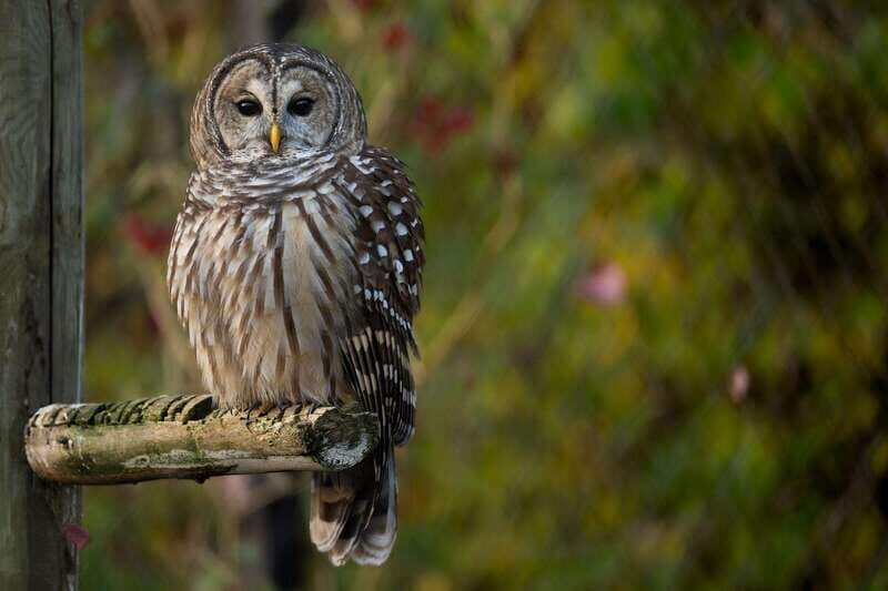 Montreal: Ecomuseum Zoo Entry Ticket - The care standard behind the scenes (and why it matters)